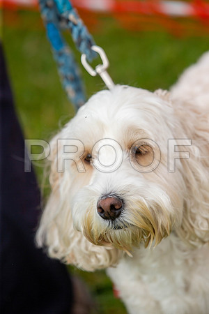 1125_SpringersFunDay2019_craigshawphoto