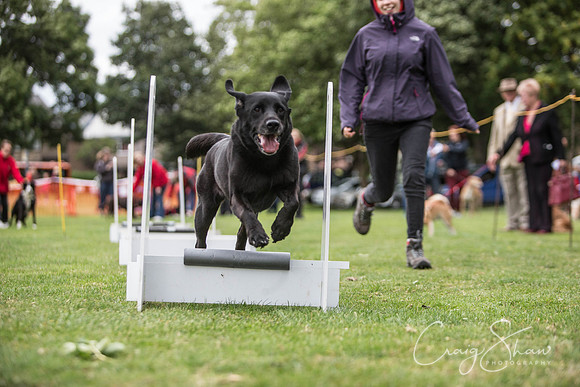 1773_BarkintheParkHuddersfield_2014_bluplanetphoto