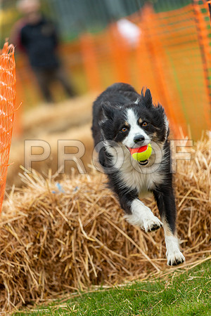 2744_SpringersFunDay2019_craigshawphoto