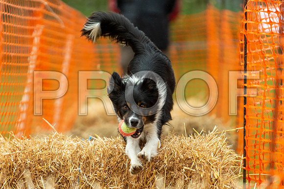 2807_SpringersFunDay2019_craigshawphoto