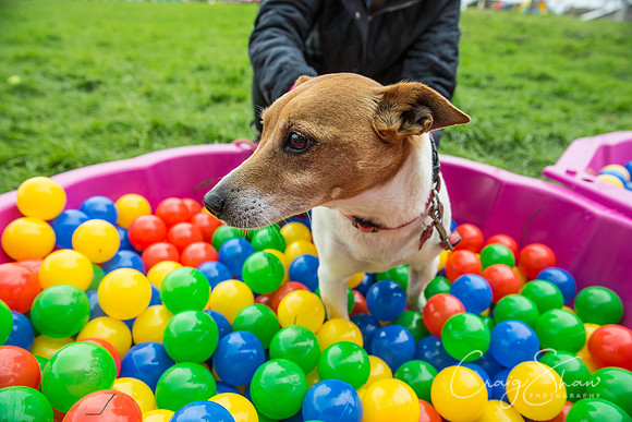 591_Woofstock2016_craigshaw