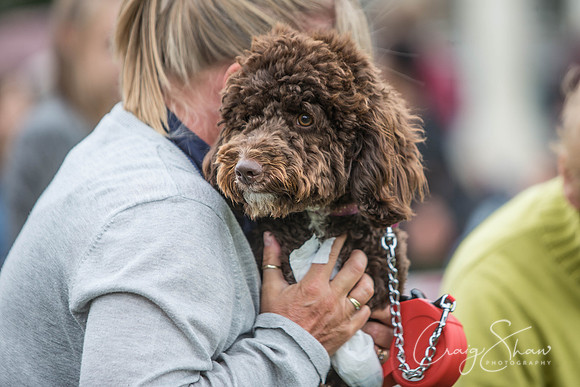 411_BarkintheParkHuddersfield_2014_bluplanetphoto