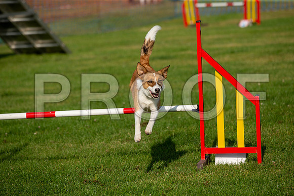 0175_SpringersFunDay2019_craigshawphoto