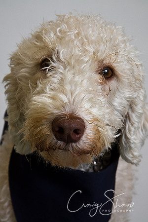 Vets4Pets RSPCA Fundraiser