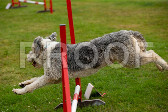 0467_SpringersFunDay2019_craigshawphoto