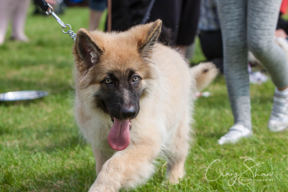 RSPCA Dog Day Afternoon