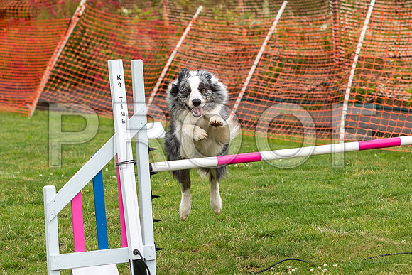 2070_SpringersFunDay2019_craigshawphoto