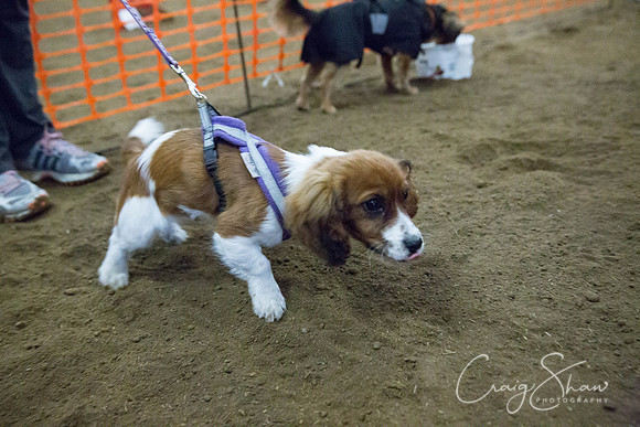 282_springfling2015_bluplanetphoto
