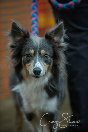 1344_springfling2015_bluplanetphoto