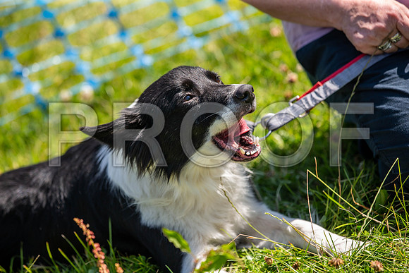 2793__PAWSFundogShow_July2022_cshaw