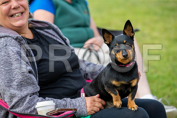 1006_SpringersFunDay2019_craigshawphoto