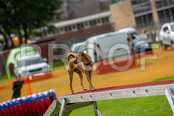 0742_SpringersFunDay2019_craigshawphoto