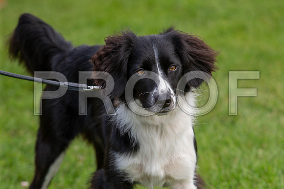 0982_SpringersFunDay2019_craigshawphoto