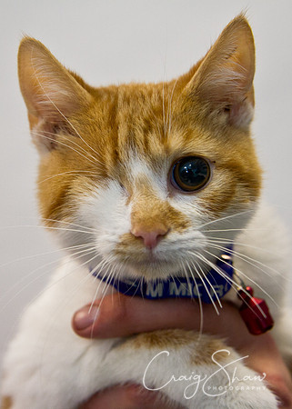 Vets4Pets RSPCA Fundraiser