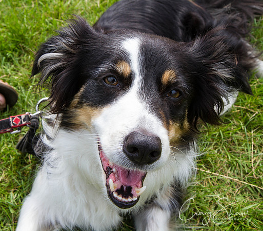 RSPCA Dog Day Afternoon