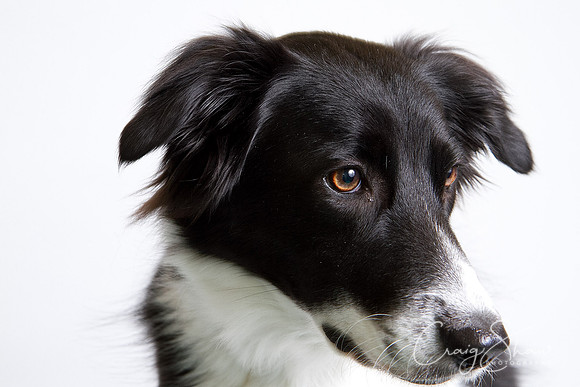 Vets4Pets RSPCA Fundraiser