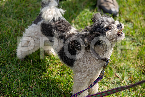 1357_SpringersFunDay2019_craigshawphoto