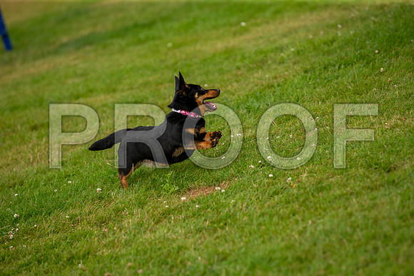 0307_SpringersFunDay2019_craigshawphoto