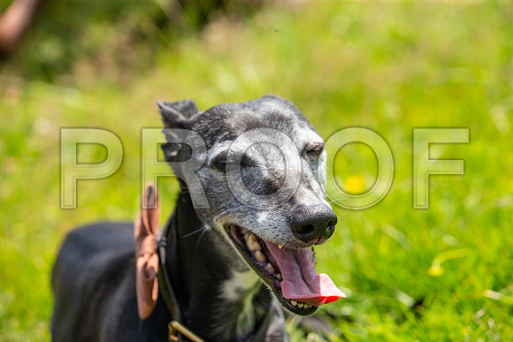 2068__PAWSFundogShow_July2022_cshaw