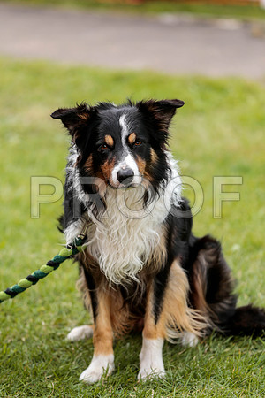 2978_SpringersFunDay2019_craigshawphoto