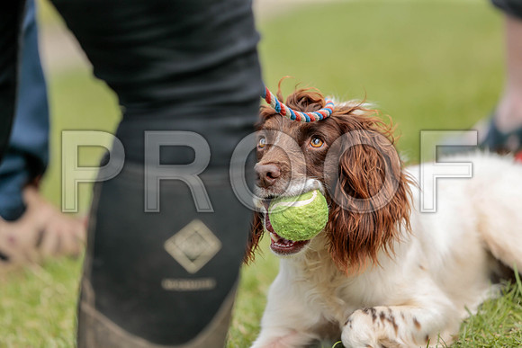 3311_SpringersFunDay2019_craigshawphoto