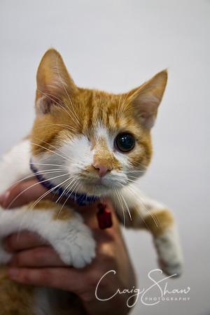 Vets4Pets RSPCA Fundraiser