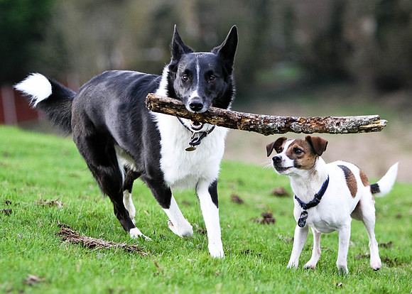 Dog Portraiture