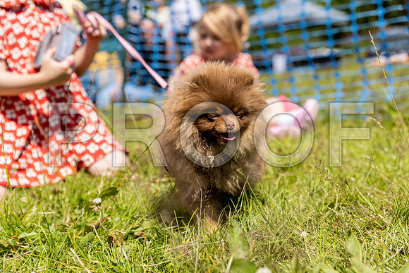 1433__PAWSFundogShow_July2022_cshaw