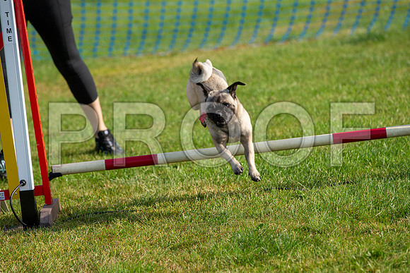 0104_SpringersFunDay2019_craigshawphoto