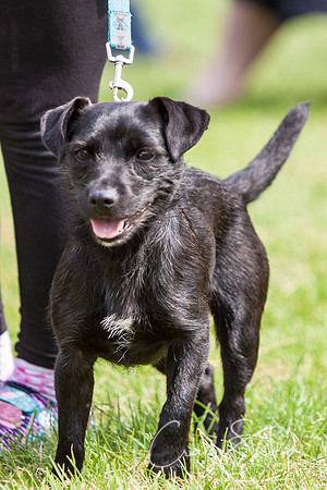 RSPCA Dog Day Afternoon