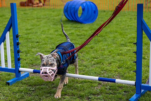 1546_HebdensHappyHounds2024_Cshaw-