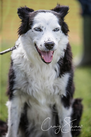 251_HebdenHappyHounds_2014_bluplanetphoto