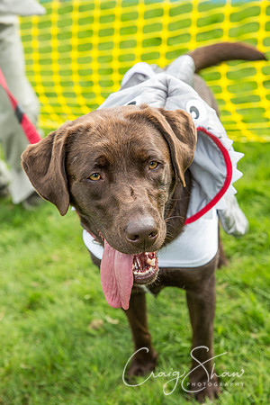428_Woofstock2016_craigshaw