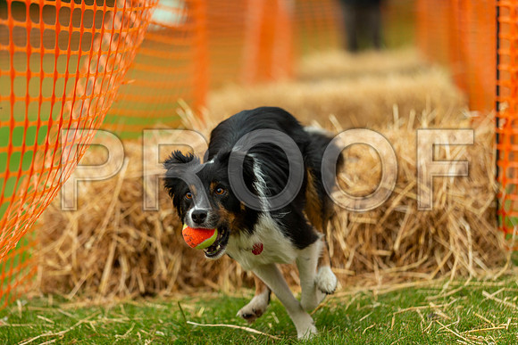 2825_SpringersFunDay2019_craigshawphoto