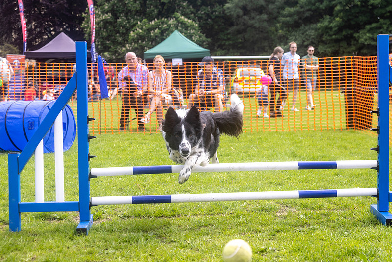 1724_HebdensHappyHounds2024_Cshaw-