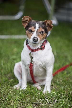 343_BarkintheParkHuddersfield_2014_bluplanetphoto