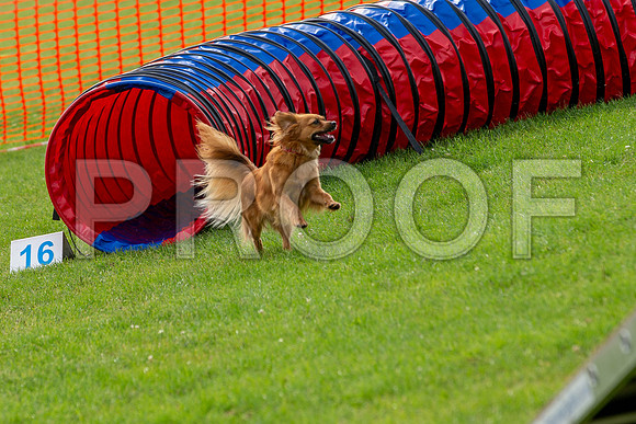 0837_SpringersFunDay2019_craigshawphoto