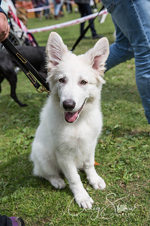 1129_BarkintheParkHuddersfield_2014_bluplanetphoto