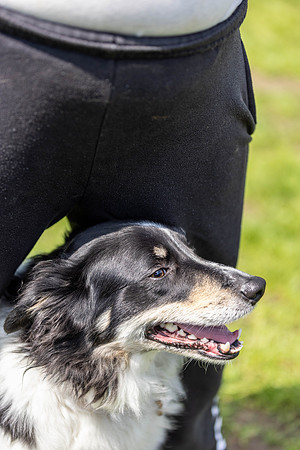 1494_HebdensHappyHounds2024_Cshaw-