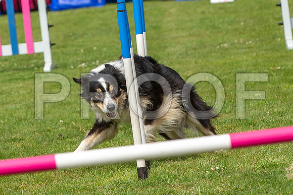 1868_SpringersFunDay2019_craigshawphoto