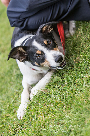 365_K9Partyinthepark2014_RSPCAHalifax_bluplanetphoto