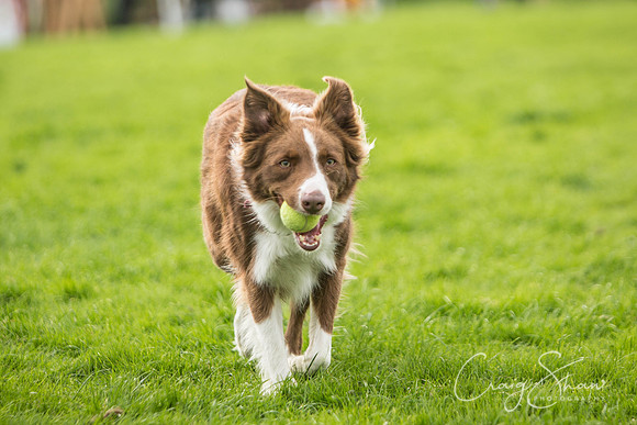 458_Woofstock2016_craigshaw