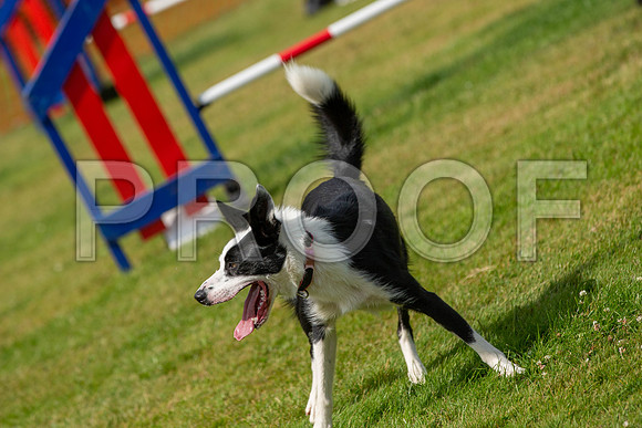 1420_SpringersFunDay2019_craigshawphoto