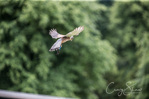 899_TodAgriculturalShow2014__bluplanetphoto