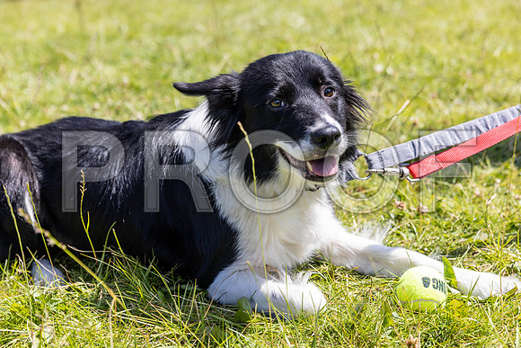 1957__PAWSFundogShow_July2022_cshaw