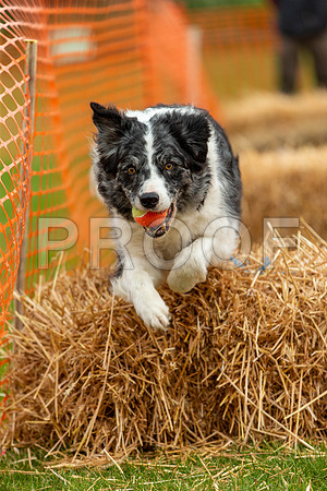 2280_SpringersFunDay2019_craigshawphoto