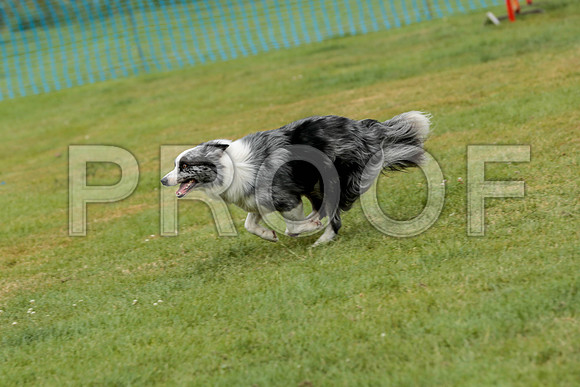 3184_SpringersFunDay2019_craigshawphoto