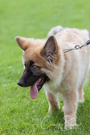 RSPCA Dog Day Afternoon