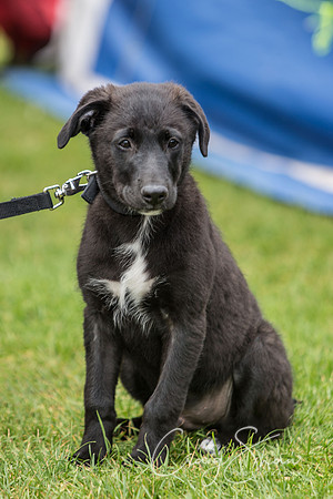 50_K9Partyinthepark2014_RSPCAHalifax_bluplanetphoto