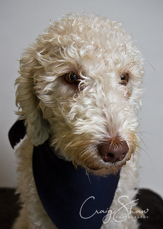 Vets4Pets RSPCA Fundraiser
